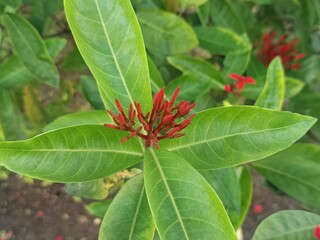 The image displays a vibrant cluster of Ixora coccinea flowers, commonly known as Flame of the Woods, Jungle Geranium, or Jungle Flame. 