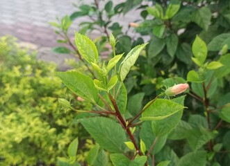 The image shows a red Hibiscus flower, likely a Hibiscus rosa-sinensis, also known as Chinese hibiscus or China rose. 