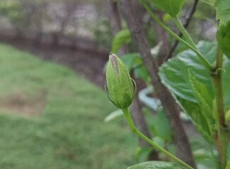The image shows a red Hibiscus flower, likely a Hibiscus rosa-sinensis, also known as Chinese hibiscus or China rose. 