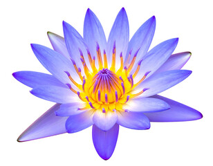 Vibrant purple lotus flower, detailed close-up