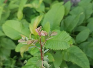 The plant in the image appears to be an American Elm (Ulmus americana). 