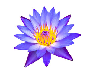 Vibrant purple-blue lotus flower, detailed close-up (2)