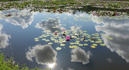 Water lily pads reflecting clouds