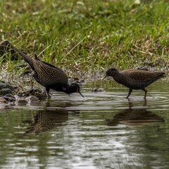 wild duck swimming in a pond