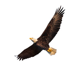 A bald eagle (Haliaeetus leucocephalus) in flight. Isolated from my photo, cropped on a transparent background. Real photo asset for your design projects. Transparent PNG.