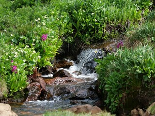 Alpine Wildflowers by Rocky Stream Cascade, Mitchell Lake Trail, Indian Peaks Wilderness, Colorado