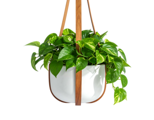 Hanging planter with a  green plant