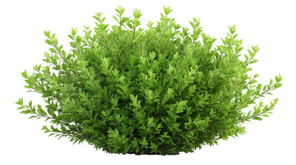 Fototapeta premium Lush green foliage, vibrant bush of leaves isolated on white background for natureinspired designs