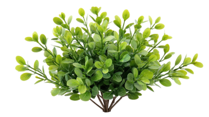 Lush green foliage, a closeup of vibrant small bush leaves in natural sunlight closeup