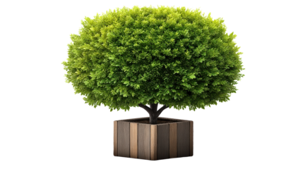 Potted tree, a comprehensive guide to indoor and outdoor container gardening with trees
