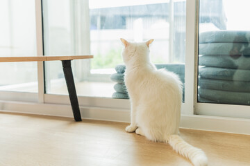 White fluffy cat sitting by window looking outside with soft gray cushions and wooden bench in a bright and modern indoor environment