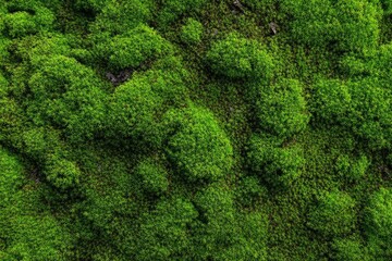 Close-up view of a vibrant moss carpet