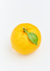 白背景のゆず　柚子の実一つ