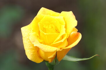 植物　６月の花