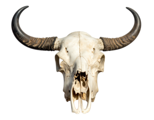 Close-up of a bleached white water buffalo skull with large horns