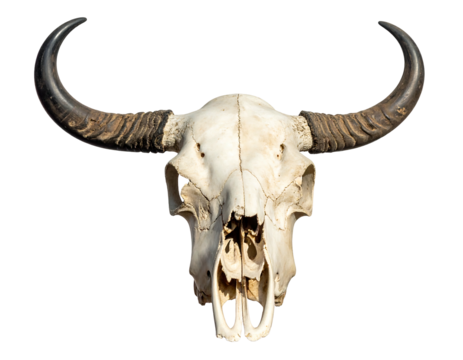 Close-up of a bleached white water buffalo skull with large horns