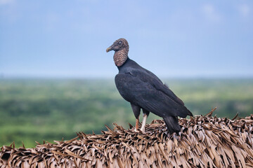 Close up of a black Mexican Vulture, Coragyps atratus,on top of the Acropolis at the Mayan site of Ek Balam,near Valladolid,Yucatan,Mexico
