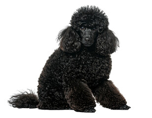 Black poodle portrait
