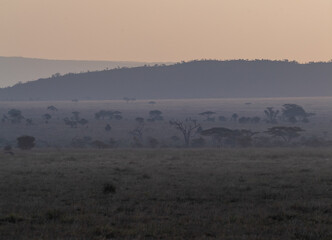 Endless golden grasslands under a wide blue sky, scattered with acacia trees, occasional rocky outcrops, and a distant mountain range, capturing the serene and expansive beauty of the Serengeti.