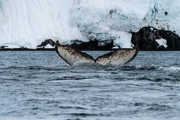 Close-up of the tail of a diving humpback whale -Megaptera novaeangliae. Image taken in the Graham...