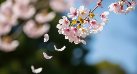 Delicate Cherry Blossoms and Falling Petals Against a Clear Sky