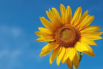 Obraz premium Sunflower against a clear blue sky