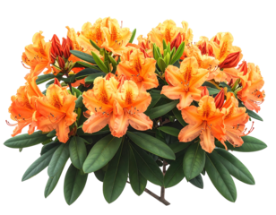 Bright orange-yellow azalea blossoms in a cluster