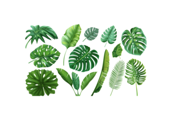 set of tropical leaves like monstera, palm, banana leaf, vivid c