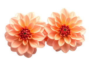 Two peach dahlias, close-up, centered, against black