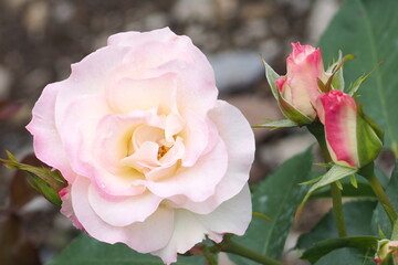植物　６月の花