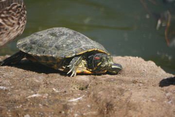 Turtle resting on a rock by a calm pond in the afternoon