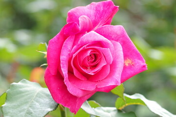 植物　６月の花