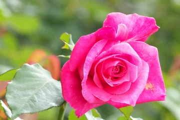 Fotobehang Roze 植物　６月の花  © mono31.u 