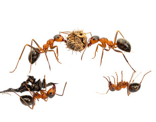 Ants carrying a small, light-brown object