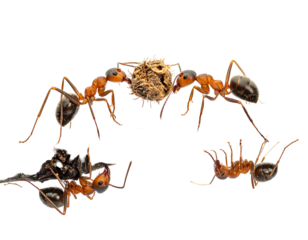 Ants carrying a small, light-brown object
