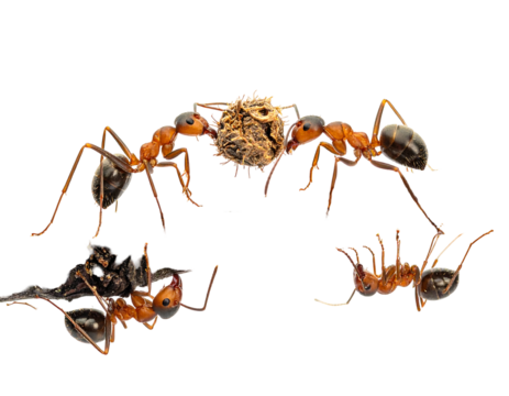 Ants carrying a small, light-brown object