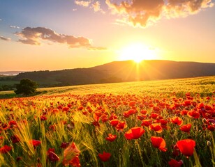 Sunrise over a field of poppies