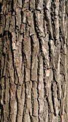 Obraz premium Close-up view of a tree trunk's textured bark. Vertical grooves and fissures create a rough, uneven surface. Various shades of brown and gray are visible