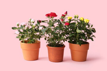 Beautiful roses in pots on pink background