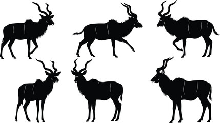 Kudu silhouettes, spiral horns, walking poses, standing stances, black design, wildlife vector, animal anatomy, nature icon, elegant set