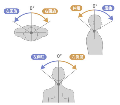 頸部、首の可動域　ROMイラスト
