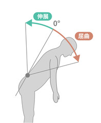 胸腰部、体幹の可動域　ROMイラスト