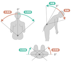 胸腰部、体幹の可動域　ROMイラスト