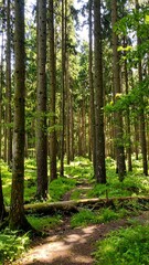 Obraz premium Sunlit forest path. Tall trees form a dense canopy, letting filtered sunlight dappled through. A mossy, earthy path winds through