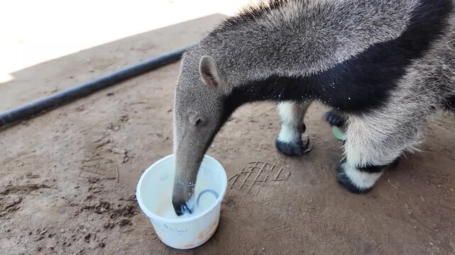Wildlife care. Gentle act of baby giant anteater being fed, highlighting its unique features and quiet vulnerability.