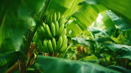 Obraz premium Close-Up of Green Bananas on Tropical Plantation Low Angle