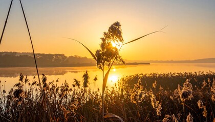 Sunrise over a tranquil lake, reeds in the foreground