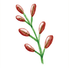 red tulips isolated on white background vector