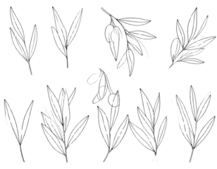 Olive Branch Symbol of Peace (Flat Icon)