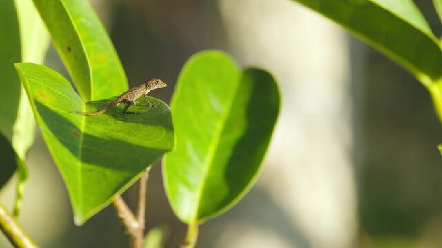 Brown Anole Lizard on Leaf
